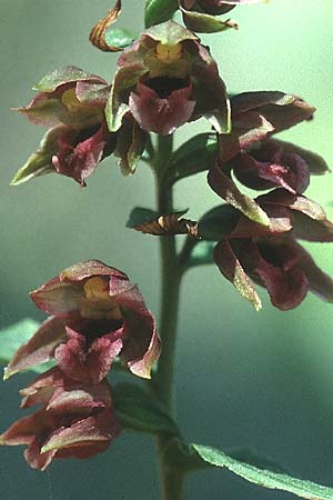 Epipactis turcica / Turkish Helleborine (?), Lesbos,  Mitilini 11.5.1995 