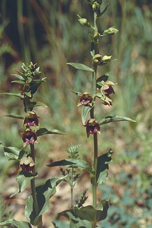 Epipactis turcica / Turkish Helleborine (?), Lesbos,  Agiasos 24.5.1995 