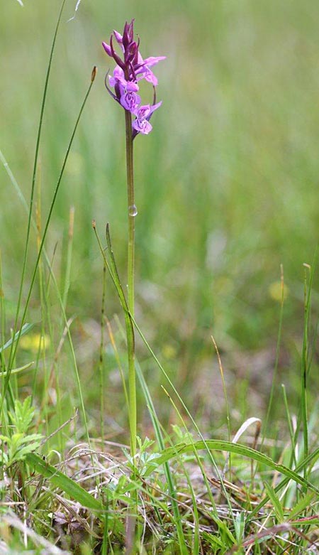 Dactylorhiza curvifolia \ Russows Fingerwurz, Rossows Knabenkraut / Russow's Marsh Orchid, Litauen/Lithuania,  Sargeliai 21.6.2011 (Photo: Helmut Presser)