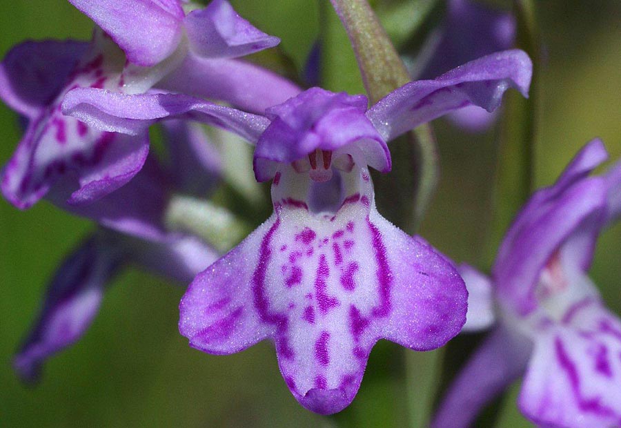 Dactylorhiza baltica / Baltic Orchid, Latvia,  Kemeri 13.6.2011 (Photo: Helmut Presser)