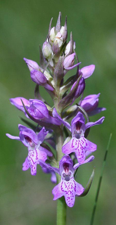 Dactylorhiza baltica / Baltic Orchid, Latvia,  Kemeri 13.6.2011 (Photo: Helmut Presser)