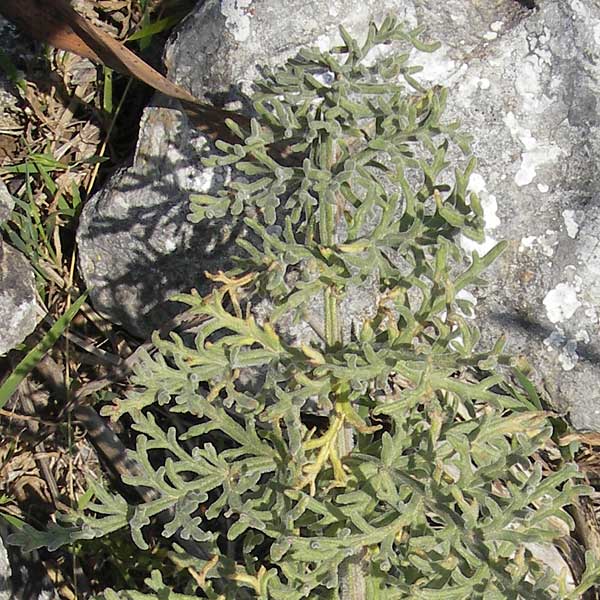 Artemisia caerulescens \ Blauer Beifu / Bluish Mugwort, Mallorca/Majorca Betlem 28.4.2011