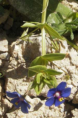 Lysimachia loeflingii ? \ Acker-Gauchheil / Scarlet Pimpernel, Mallorca/Majorca Port de Andratx 9.4.2012
