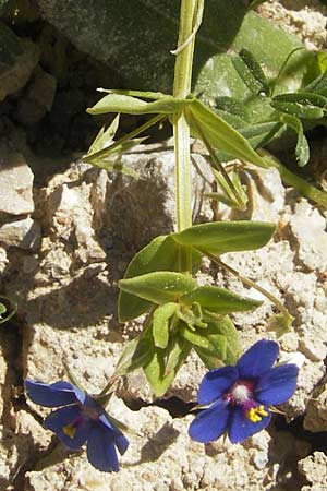 Lysimachia loeflingii ? \ Acker-Gauchheil, Mallorca Port de Andratx 9.4.2012