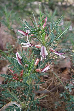 Astragalus balearicus \ Balearen-Tragant / Balearic Milk-Vetch, Mallorca/Majorca Soller Botan. Gar. 23.4.2011