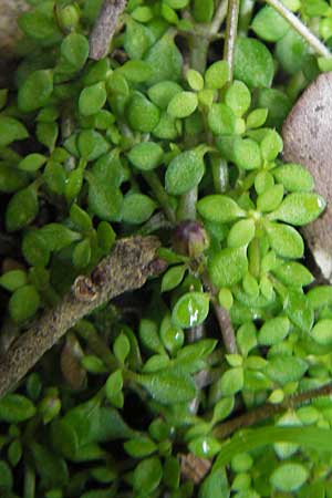 Arenaria balearica \ Balearen-Sandkraut / Corsican Sandwort, Mallorca/Majorca Lluc 24.4.2011