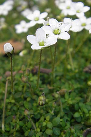 Arenaria balearica \ Balearen-Sandkraut, Mallorca Sa Calobra 27.4.2011