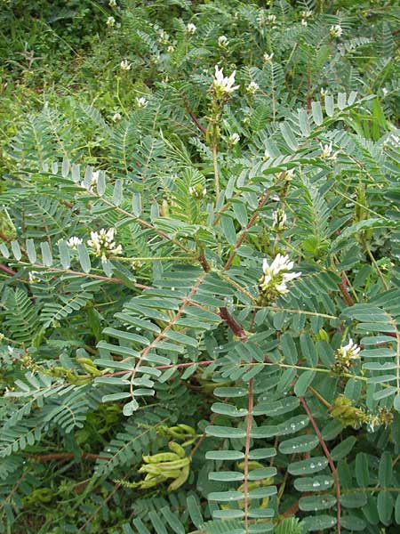 Astragalus boeticus / Swedish Coffee, Majorca Soller Botan. Gar. 4.4.2012