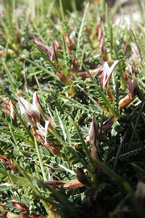 Astragalus balearicus \ Balearen-Tragant / Balearic Milk-Vetch, Mallorca/Majorca Pollensa 11.4.2012