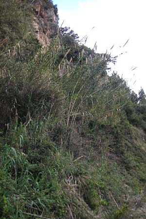 Arundo donax \ Pfahlrohr, Spanisches Rohr, Mallorca Banyalbufar 23.4.2011