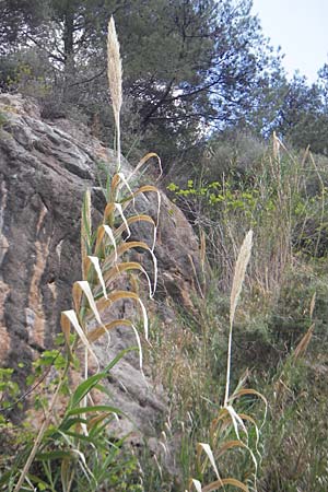 Arundo donax \ Pfahlrohr, Spanisches Rohr, Mallorca Banyalbufar 23.4.2011