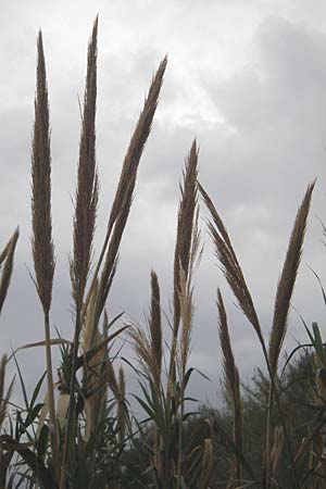 Arundo donax \ Pfahlrohr, Spanisches Rohr, Mallorca Banyalbufar 12.4.2012