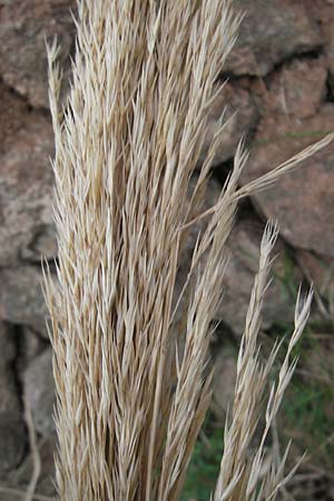 Arundo donax \ Pfahlrohr, Spanisches Rohr / Giant Reed, Mallorca/Majorca Banyalbufar 12.4.2012