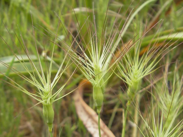 Aegilops geniculata \ Geknieter Walch, Eifrmiger Walch / Bent Goatgrass, Mallorca/Majorca Andratx 22.4.2011