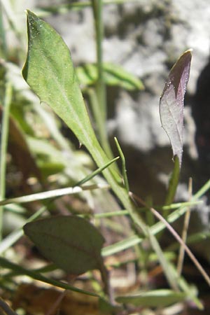 Aetheorhiza bulbosa subsp. willkommii / Tuberous Hawk's-Beard, Majorca Port de Andratx 9.4.2012