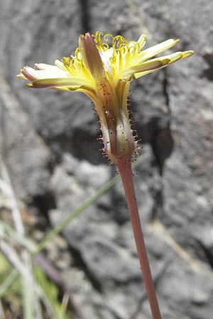 Aetheorhiza bulbosa subsp. willkommii \ Knollen-Pippau / Tuberous Hawk's-Beard, Mallorca/Majorca Port de Andratx 9.4.2012