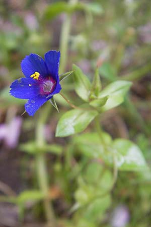 Lysimachia loeflingii ? \ Acker-Gauchheil / Scarlet Pimpernel, Mallorca/Majorca Soller 23.4.2011