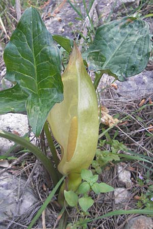 Arum italicum \ Italienischer Aronstab / Italian Lords and Ladies, Mallorca/Majorca Llucmajor 8.4.2012