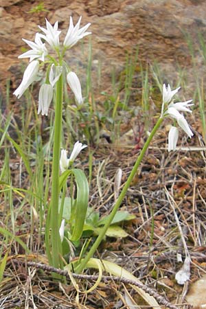 Allium triquetrum \ Glckchen-Lauch / Three-cornered Garlic, Mallorca/Majorca Banyalbufar 23.4.2011