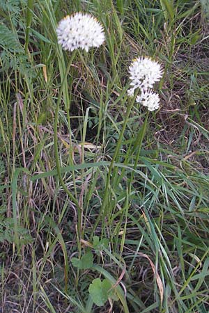 Allium subvillosum \ Wenigbehaarter Lauch, Zottiger Lauch, Mallorca Cala Pi 8.4.2012