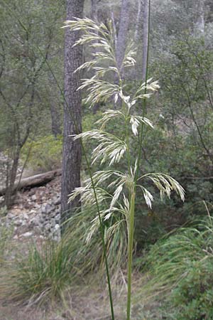 Ampelodesmos mauritanica \ Felsschilf, Diss, Mallorca Andratx 22.4.2011