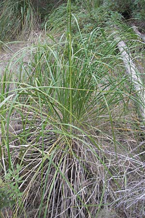 Ampelodesmos mauritanica \ Felsschilf, Diss / Mauritanian Grass, Mallorca/Majorca Andratx 22.4.2011