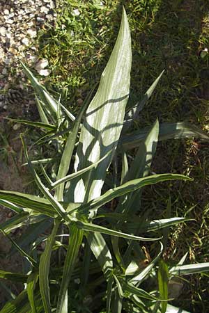 Dracunculus muscivorus \ Drachenmaul / Dead Horse Arum, Mallorca/Majorca Cap Formentor 10.4.2012