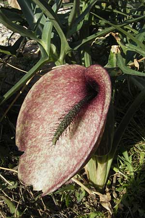 Dracunculus muscivorus \ Drachenmaul / Dead Horse Arum, Mallorca/Majorca Cap Formentor 10.4.2012