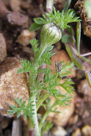 Anthemis arvensis ? \ Acker-Hundskamille / Corn Chamomile, Mallorca/Majorca Andratx 26.4.2011