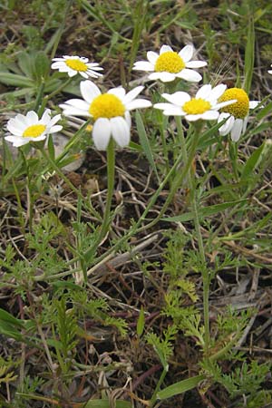 Anthemis arvensis ? \ Acker-Hundskamille / Corn Chamomile, Mallorca/Majorca Andratx 26.4.2011