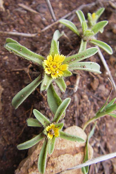 Asteriscus aquaticus \ Einjhriger Strandstern, Gewhnliches Sternauge / Sweet-Scented Oxeye, Mallorca/Majorca S'Arenal 25.4.2011