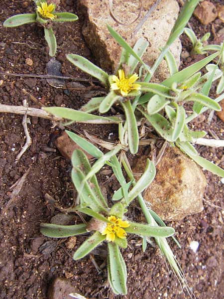 Asteriscus aquaticus \ Einjhriger Strandstern, Gewhnliches Sternauge / Sweet-Scented Oxeye, Mallorca/Majorca S'Arenal 25.4.2011