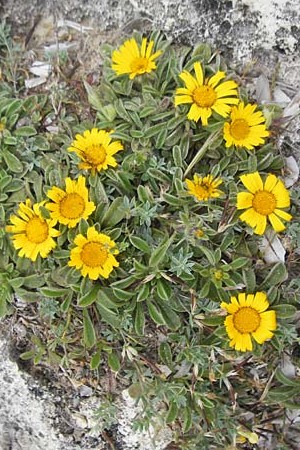 Asteriscus maritimus / Beach Daisy, Majorca Punta de n'Amer 25.4.2011