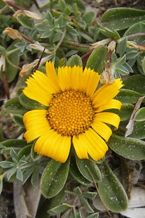 Asteriscus maritimus / Beach Daisy, Majorca Punta de n'Amer 25.4.2011