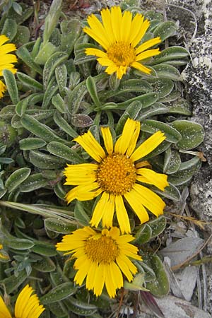 Asteriscus maritimus / Beach Daisy, Majorca Punta de n'Amer 25.4.2011