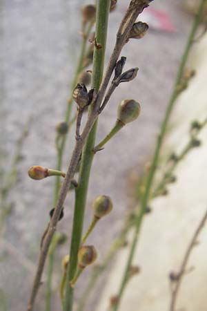 Asphodelus fistulosus \ Rhriger Affodill / Hollow-Leaved Asphodel, Mallorca/Majorca Port de Andratx 9.4.2012