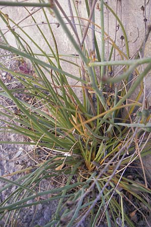 Asphodelus fistulosus \ Rhriger Affodill / Hollow-Leaved Asphodel, Mallorca/Majorca Port de Andratx 9.4.2012