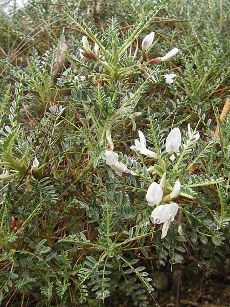 Astragalus massiliensis \ Marseille-Tragant / Marseille Milk-Vetch, Mallorca/Majorca Soller Botan. Gar. 4.4.2012