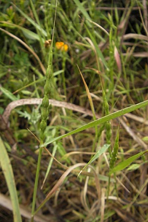 Aegilops ventricosa \ Bauchiger Walch, Bauchiges Gnsefugras / Barbed Goatgrass, Mallorca/Majorca S'Arenal 25.4.2011