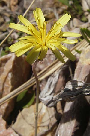 Aetheorhiza bulbosa subsp. willkommii / Tuberous Hawk's-Beard, Majorca Pollensa 11.4.2012