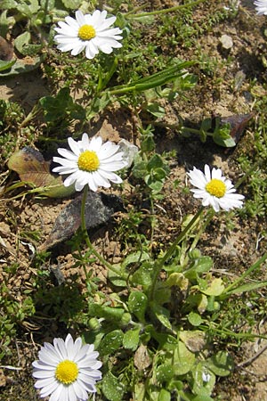 Bellis annua \ Einjhriges Gnseblmchen, Mallorca S'Arenal 5.4.2012