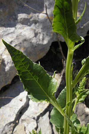 Beta vulgaris subsp. maritima \ Wilde Rbe, Meer-Mangold / Sea Beet, Mallorca/Majorca Magaluf 1.5.2011