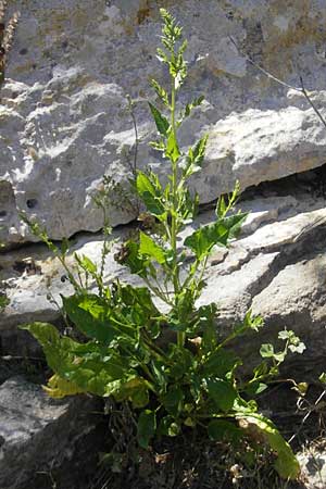 Beta vulgaris subsp. maritima \ Wilde Rbe, Meer-Mangold / Sea Beet, Mallorca/Majorca Magaluf 1.5.2011