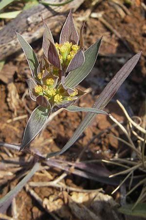 Bupleurum baldense \ Monte Baldo-Hasenohr / Small Hare's Ear, Mallorca/Majorca Andratx 26.4.2011