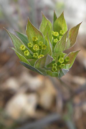 Bupleurum baldense \ Monte Baldo-Hasenohr, Mallorca Andratx 26.4.2011