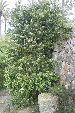 Buxus balearica \ Balearen-Buchsbaum, Mallorca Soller Botan. Gar. 4.4.2012