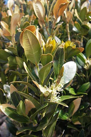 Buxus balearica \ Balearen-Buchsbaum, Mallorca Pollensa 11.4.2012