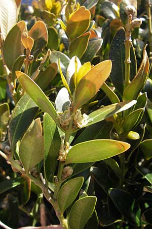 Buxus balearica \ Balearen-Buchsbaum, Mallorca Pollensa 11.4.2012