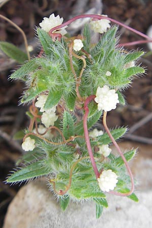 Cuscuta planiflora \ Flachblumige Seide / Red Dodder, Smallseed Dodder, Mallorca/Majorca Andratx 26.4.2011