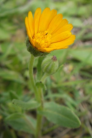 Calendula arvensis \ Acker-Ringelblume, Mallorca Andratx 3.4.2012